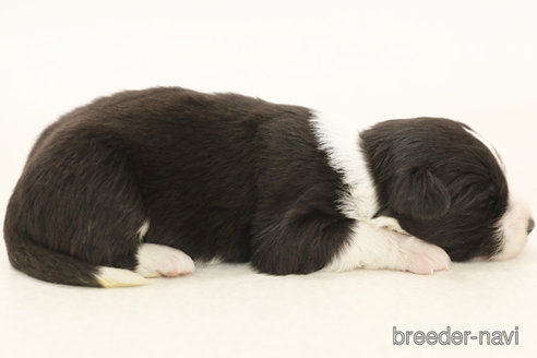 成約済の神奈川県のボーダーコリー-376501の4枚目